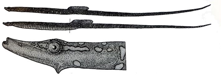 Nerophis maculatus_01.jpg